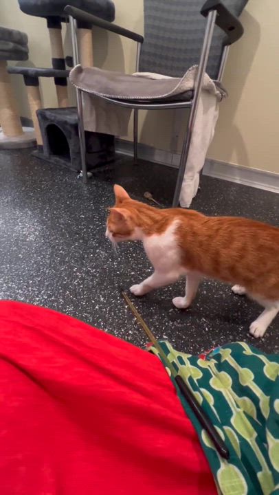 Enlarge Mad Max, a Adoptable Domestic Short Hair in Waltham, MA video 6/6