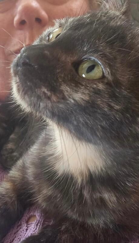 Enlarge Charlotte - Book Club, a Adoptable Tortoiseshell in Anthem, AZ image 1/6