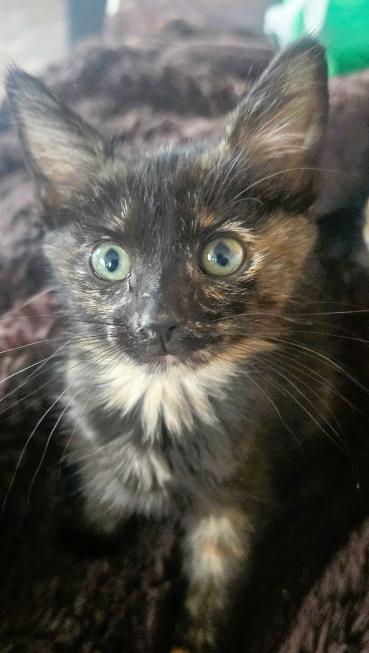 Enlarge Charlotte - Book Club, a Adoptable Tortoiseshell in Anthem, AZ image 3/6