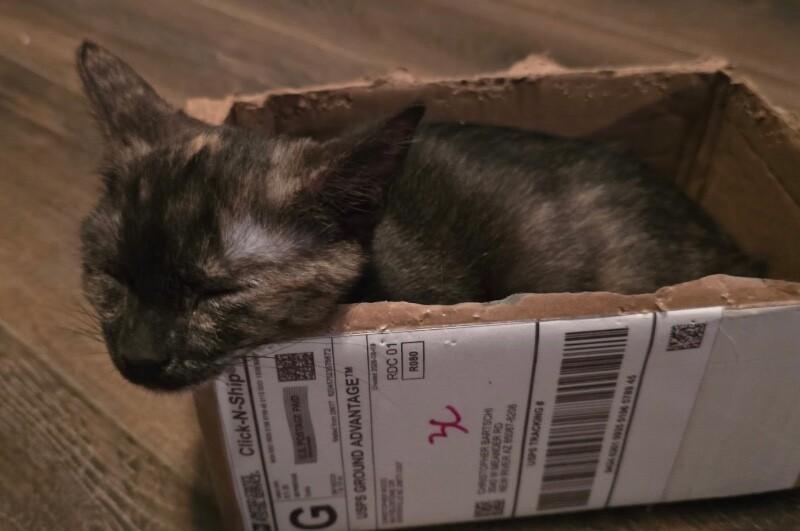 Enlarge Charlotte - Book Club, a Adoptable Tortoiseshell in Anthem, AZ image 4/6