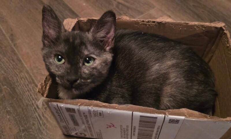 Enlarge Charlotte - Book Club, a Adoptable Tortoiseshell in Anthem, AZ image 5/6