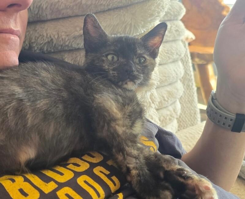 Enlarge Charlotte - Book Club, a Adoptable Tortoiseshell in Anthem, AZ image 6/6