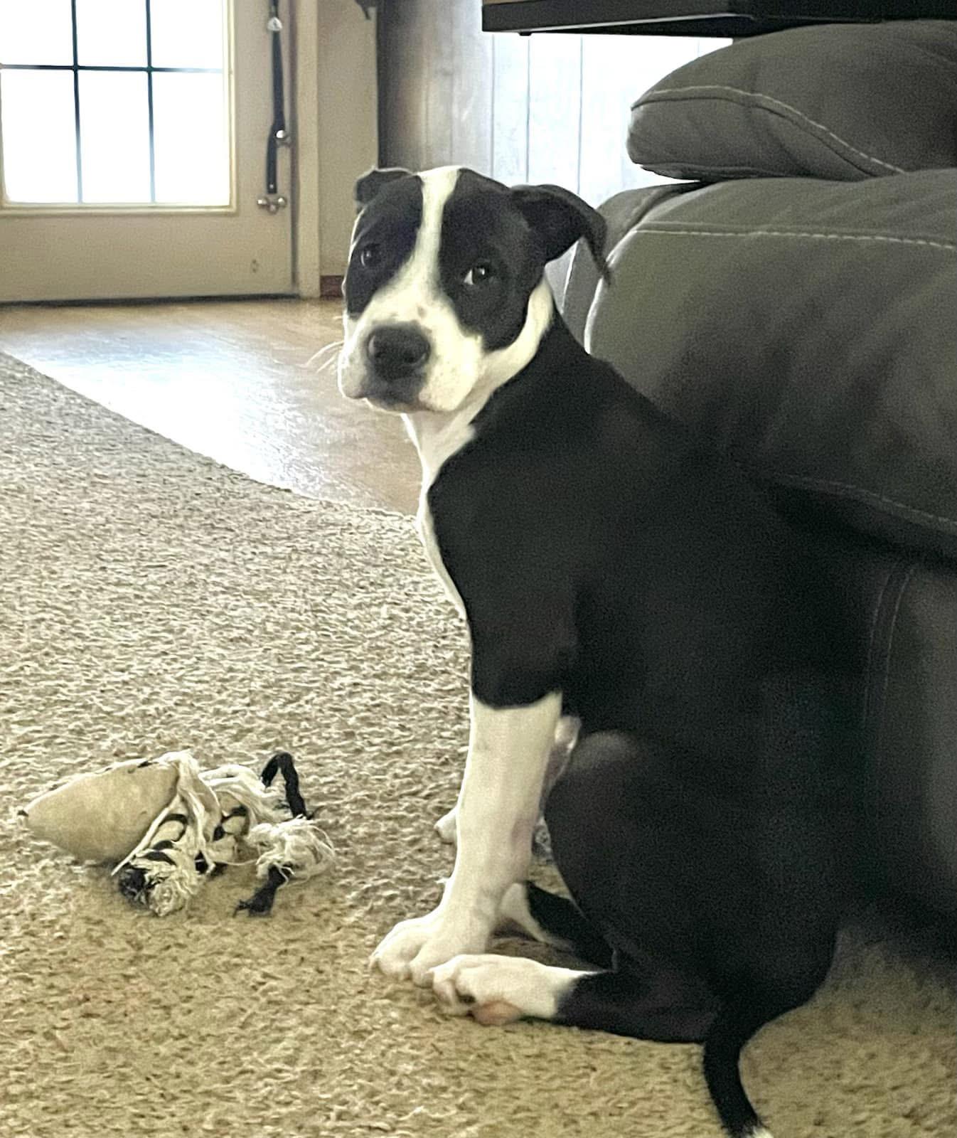 Enlarge Sienna, a Adoptable American Staffordshire Terrier in Burnsville, MN image 1/1