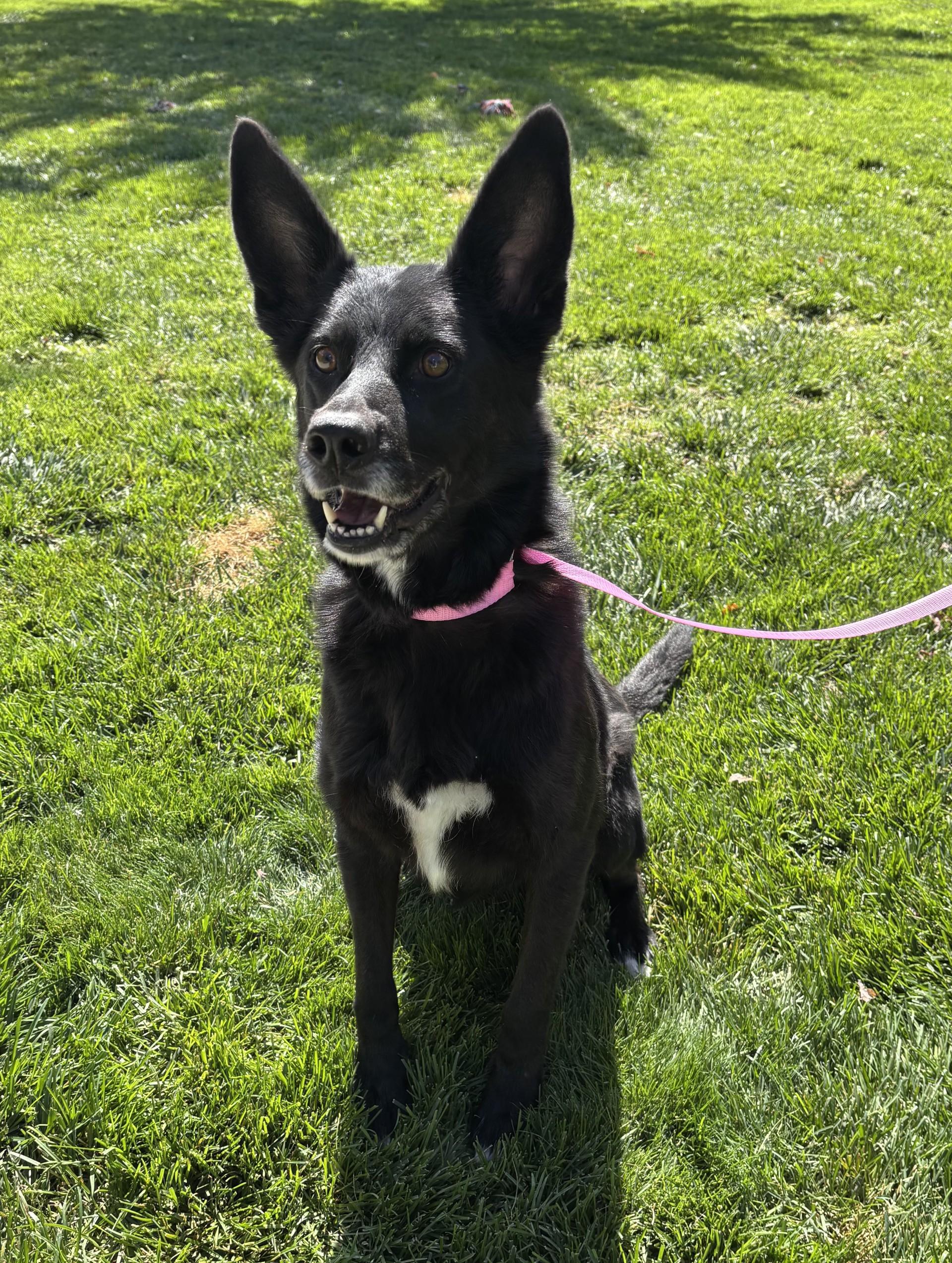 Kayla, ADOPTABLE, Adult Female German Shepherd Dog.