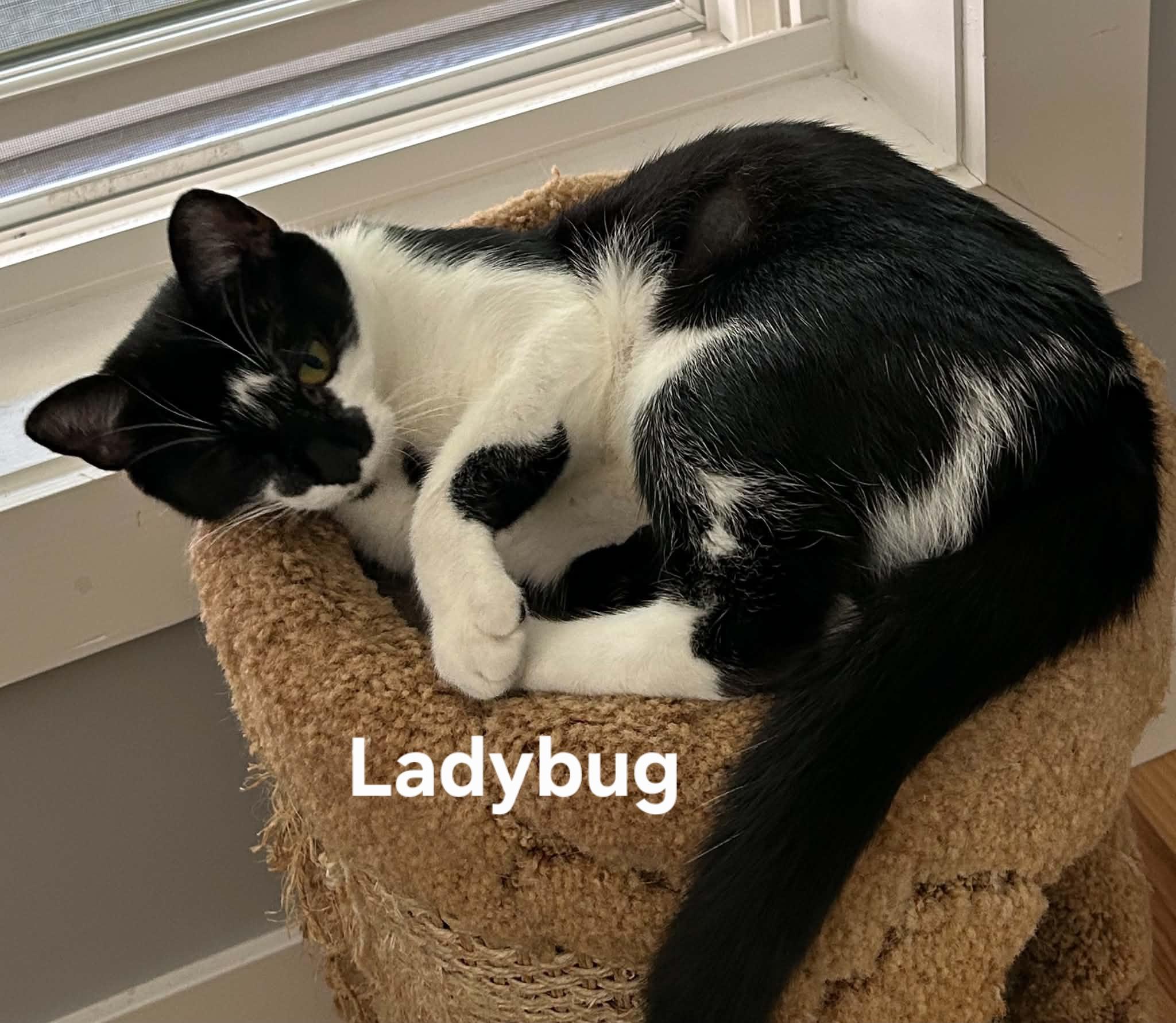 Ladybug, ADOPTABLE, Young Female Domestic Short Hair.