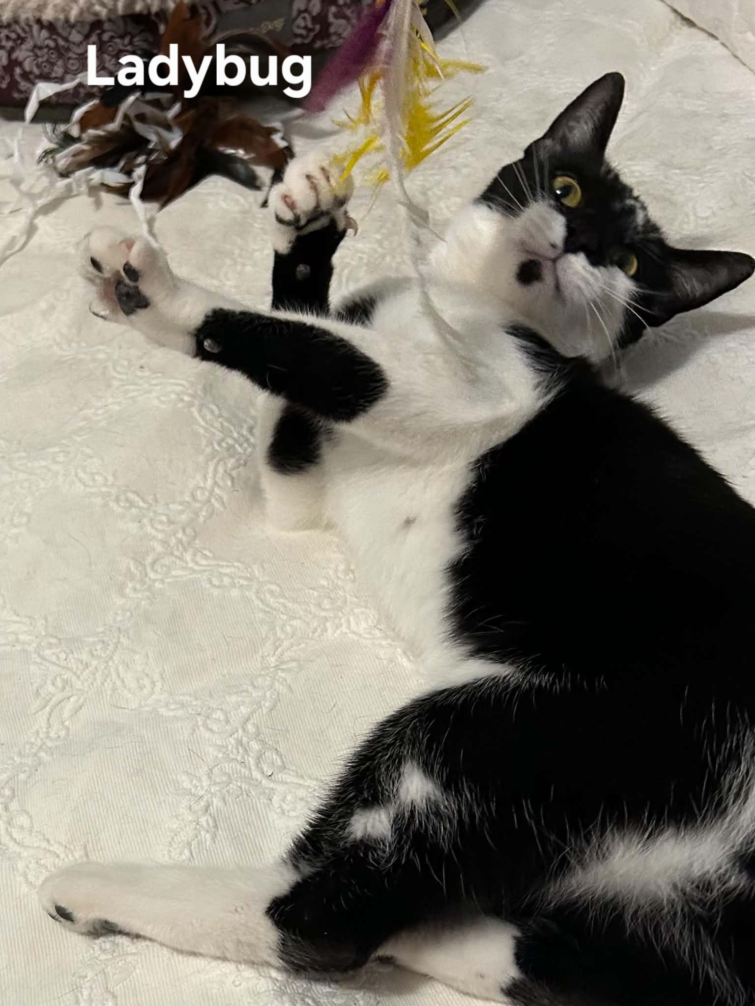 Ladybug, a ADOPTABLE Domestic Short Hair in Chicopee, MA image 4/5