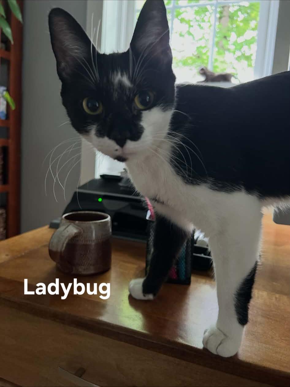 Ladybug, a ADOPTABLE Domestic Short Hair in Chicopee, MA image 3/5