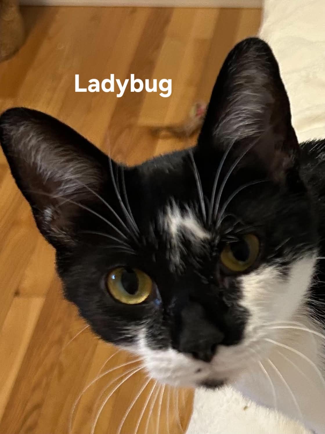 Ladybug, a ADOPTABLE Domestic Short Hair in Chicopee, MA image 2/5