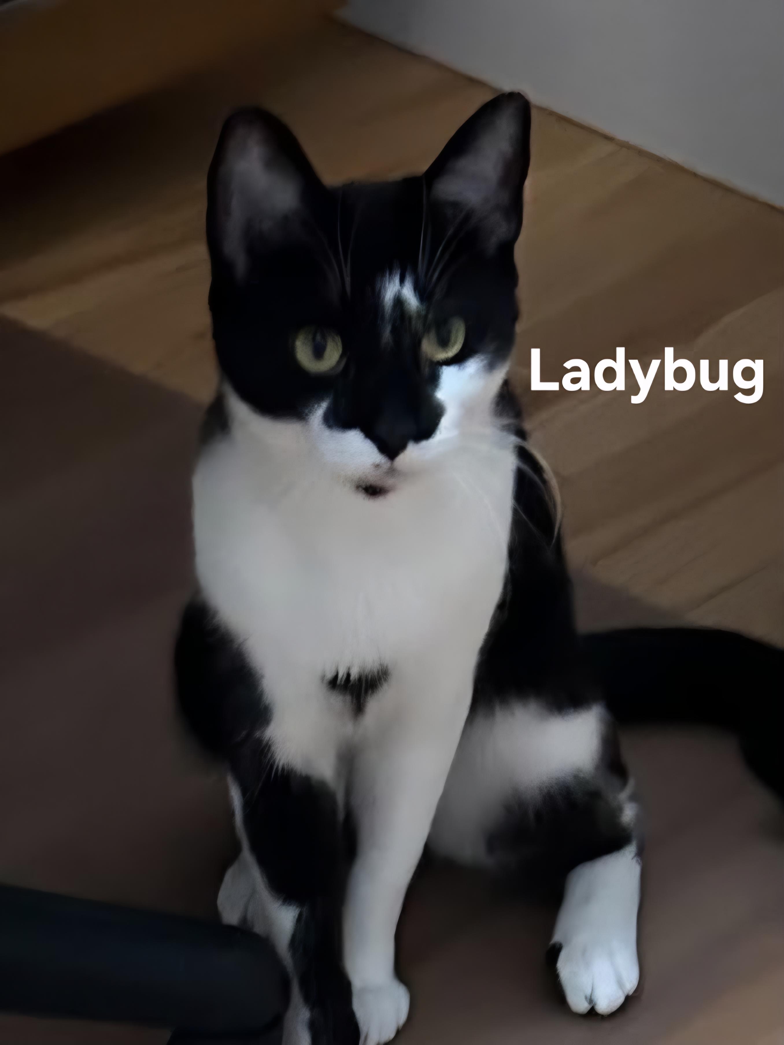 Ladybug, a ADOPTABLE Domestic Short Hair in Chicopee, MA image 5/5
