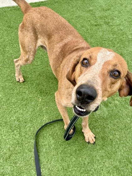Enlarge Mr. Snoops, a Adopted Coonhound in Downers Grove, IL image 2/3