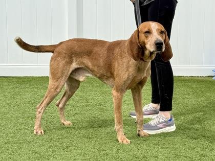 Mr. Snoops, Adopted, Adult Male Coonhound.
