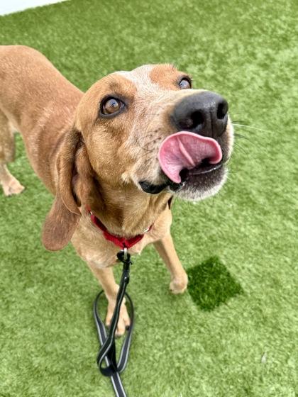 Enlarge Mr. Snoops, a Adopted Coonhound in Downers Grove, IL image 3/3