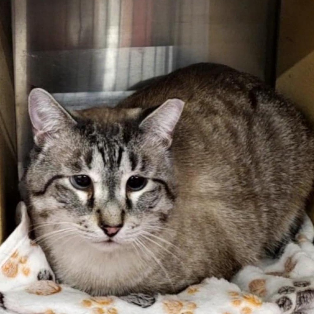 Luke (FIV+), Adoptable, Young Male Siamese.