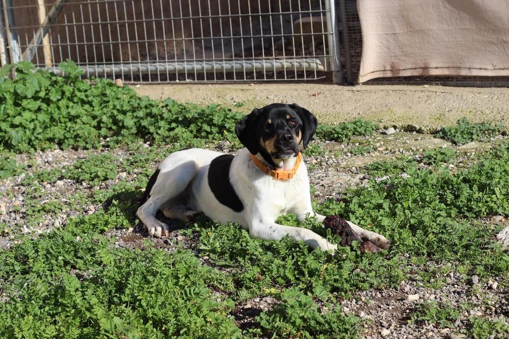 Enlarge Available for Adoption - Royce (MI, USA), a Adoptable Pointer in Delton, MI image 1/6
