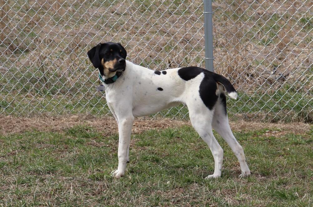 Enlarge Available for Adoption - Royce (MI, USA), a Adoptable Pointer in Delton, MI image 2/6