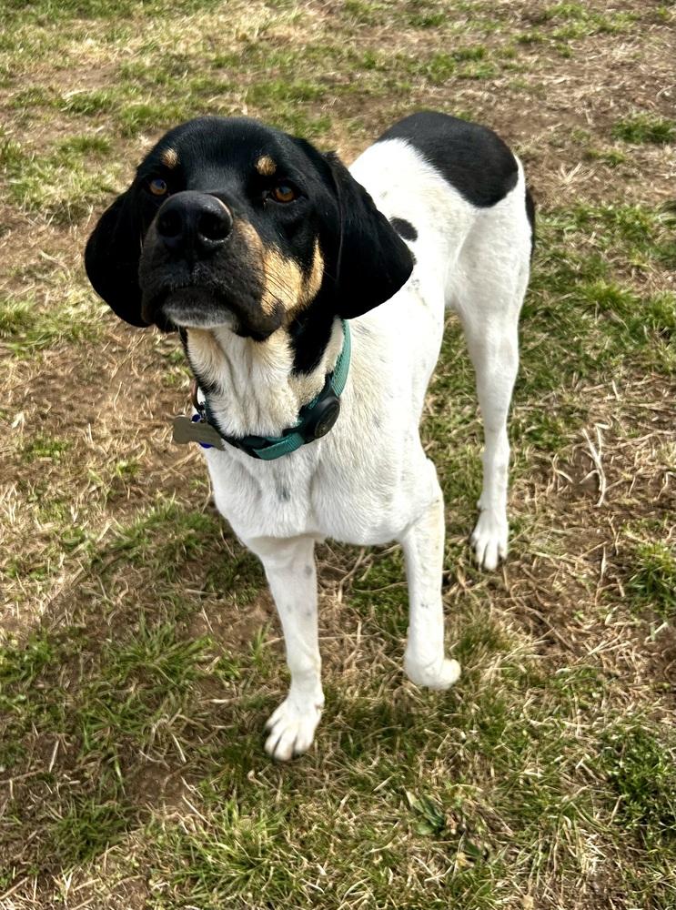 Enlarge Available for Adoption - Royce (MI, USA), a Adoptable Pointer in Delton, MI image 3/6