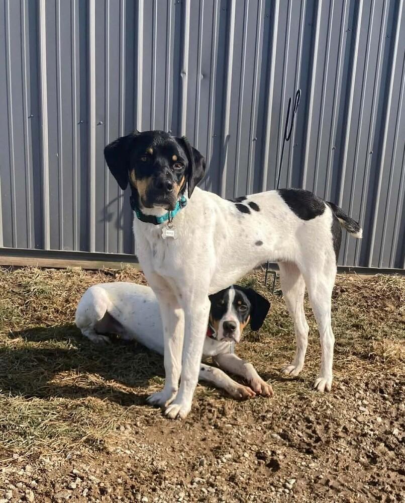Enlarge Available for Adoption - Royce (MI, USA), a Adoptable Pointer in Delton, MI image 6/6