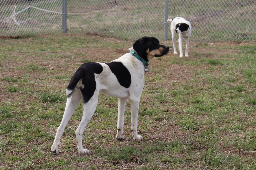 Enlarge Available for Adoption - Royce (MI, USA), a Adoptable Pointer in Delton, MI image 4/6