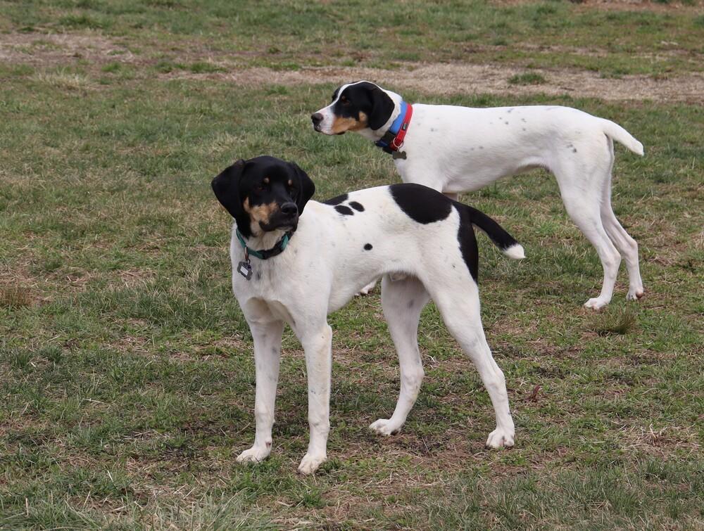 Enlarge Available for Adoption - Royce (MI, USA), a Adoptable Pointer in Delton, MI image 5/6