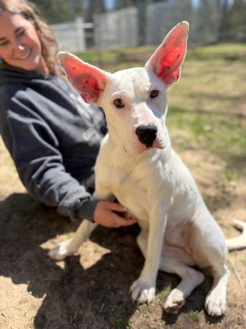 Levanna, ADOPTABLE, Adult Female Australian Cattle Dog / Blue Heeler & Pit Bull Terrier.