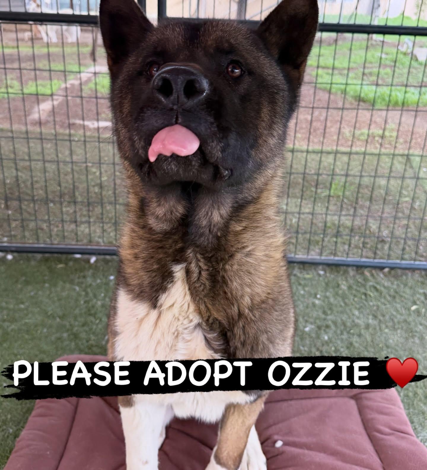 Ozzie, a Adoptable Akita in Romoland, CA image 1/3