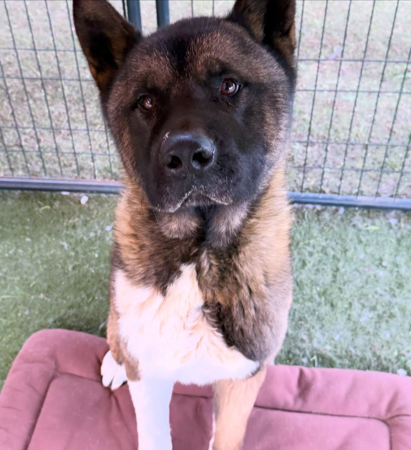 Ozzie, a Adoptable Akita in Romoland, CA image 2/3