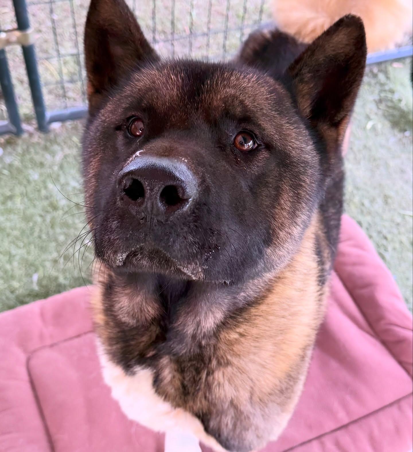 Ozzie, a Adoptable Akita in Romoland, CA image 3/3