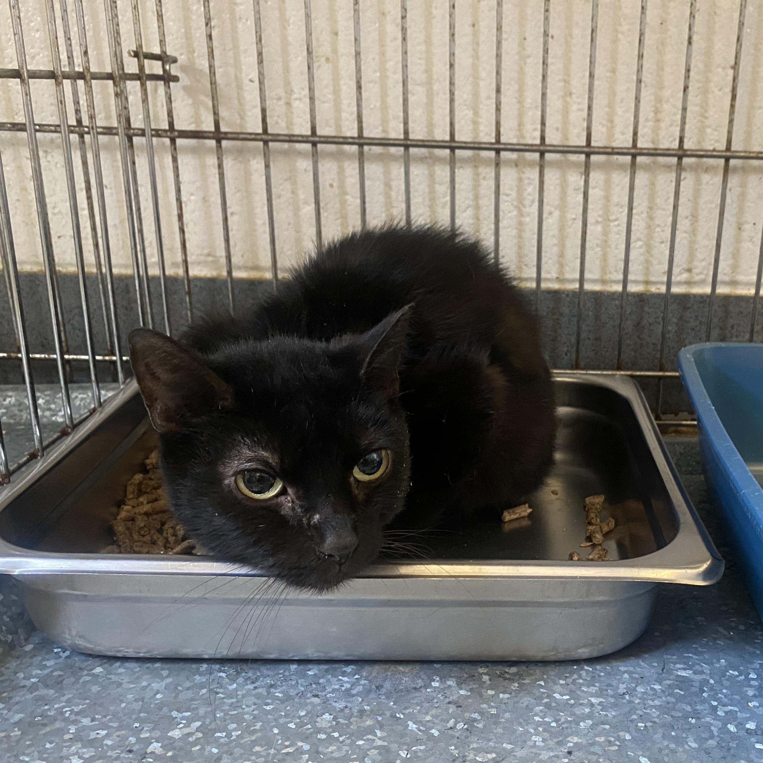 Enlarge Minnie , a ADOPTABLE Domestic Short Hair in King George, VA image 1/1