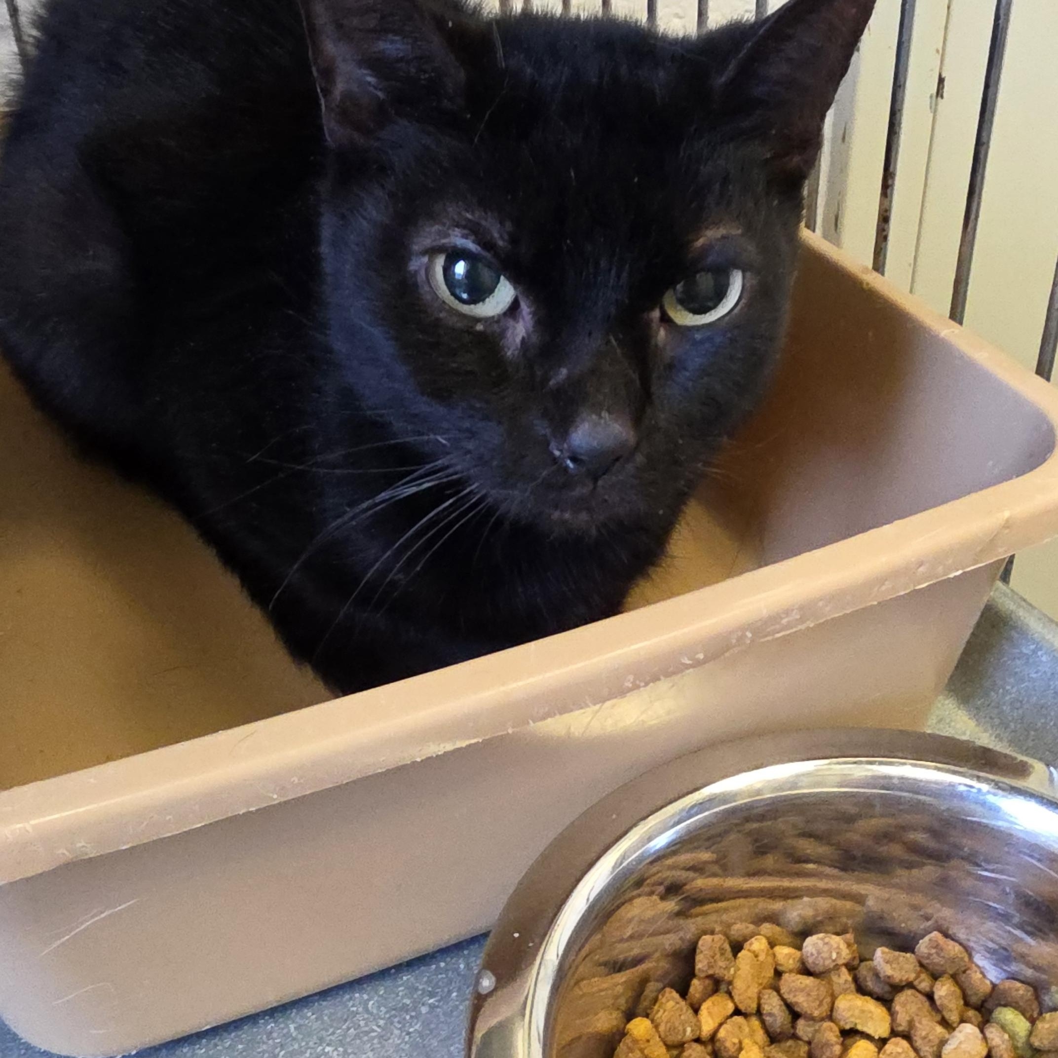 Minnie , adopted, Adult Female Domestic Short Hair.