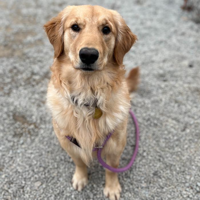 Enlarge Nuggie #7400, a Adoptable Golden Retriever in Louisville, KY image 2/5