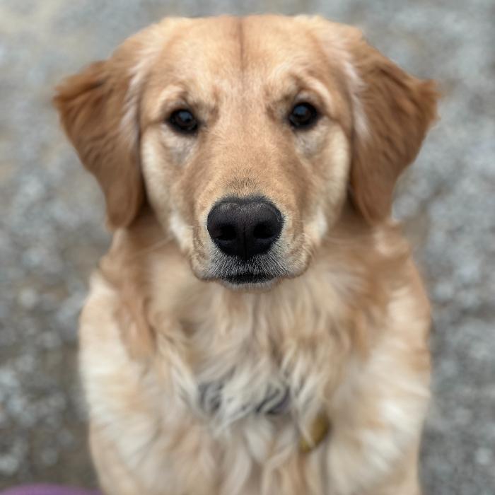 Enlarge Nuggie #7400, a Adoptable Golden Retriever in Louisville, KY image 4/5
