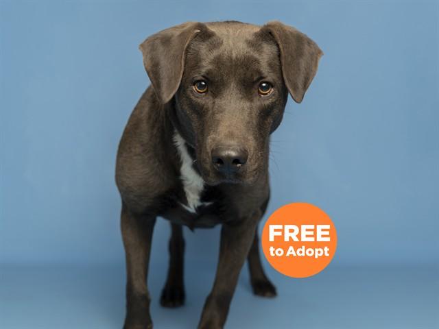 SADIE, Adoptable, Adult Female Blue Lacy & Mixed Breed.