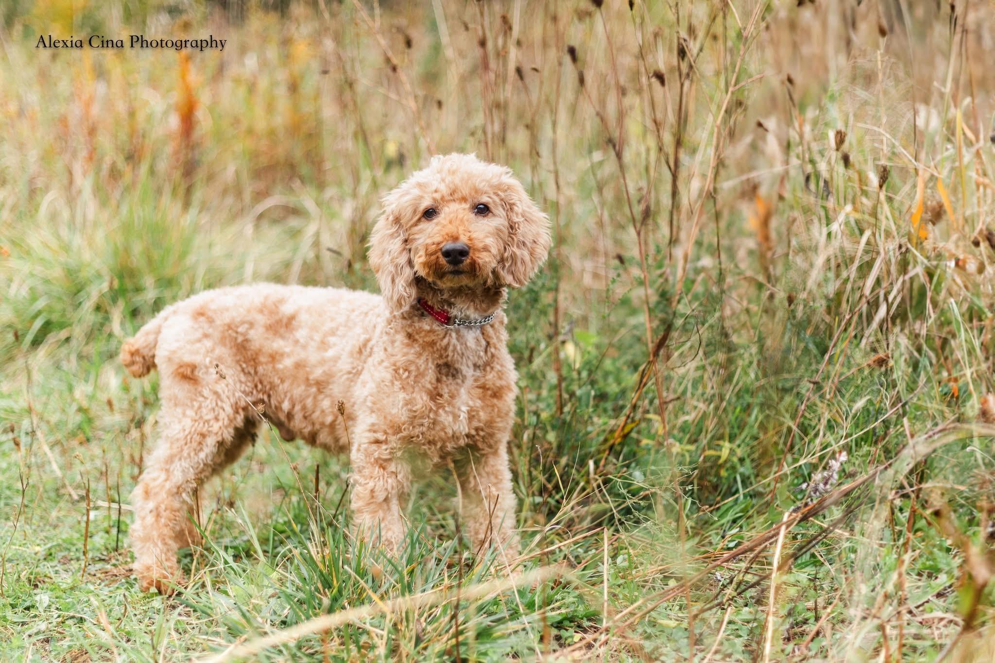 Enlarge Scooter, a Adopted Poodle in Drumbo, ON image 1/3
