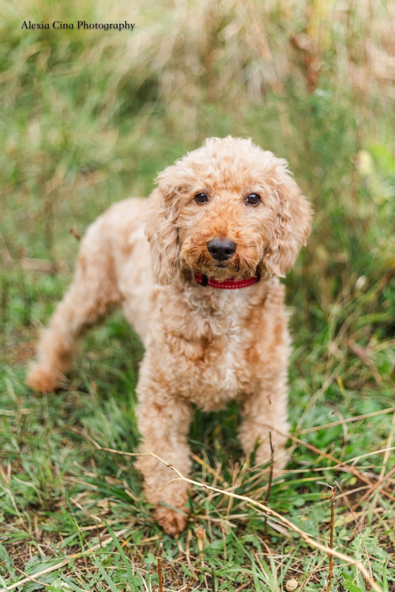 Enlarge Scooter, a Adopted Poodle in Drumbo, ON image 2/3