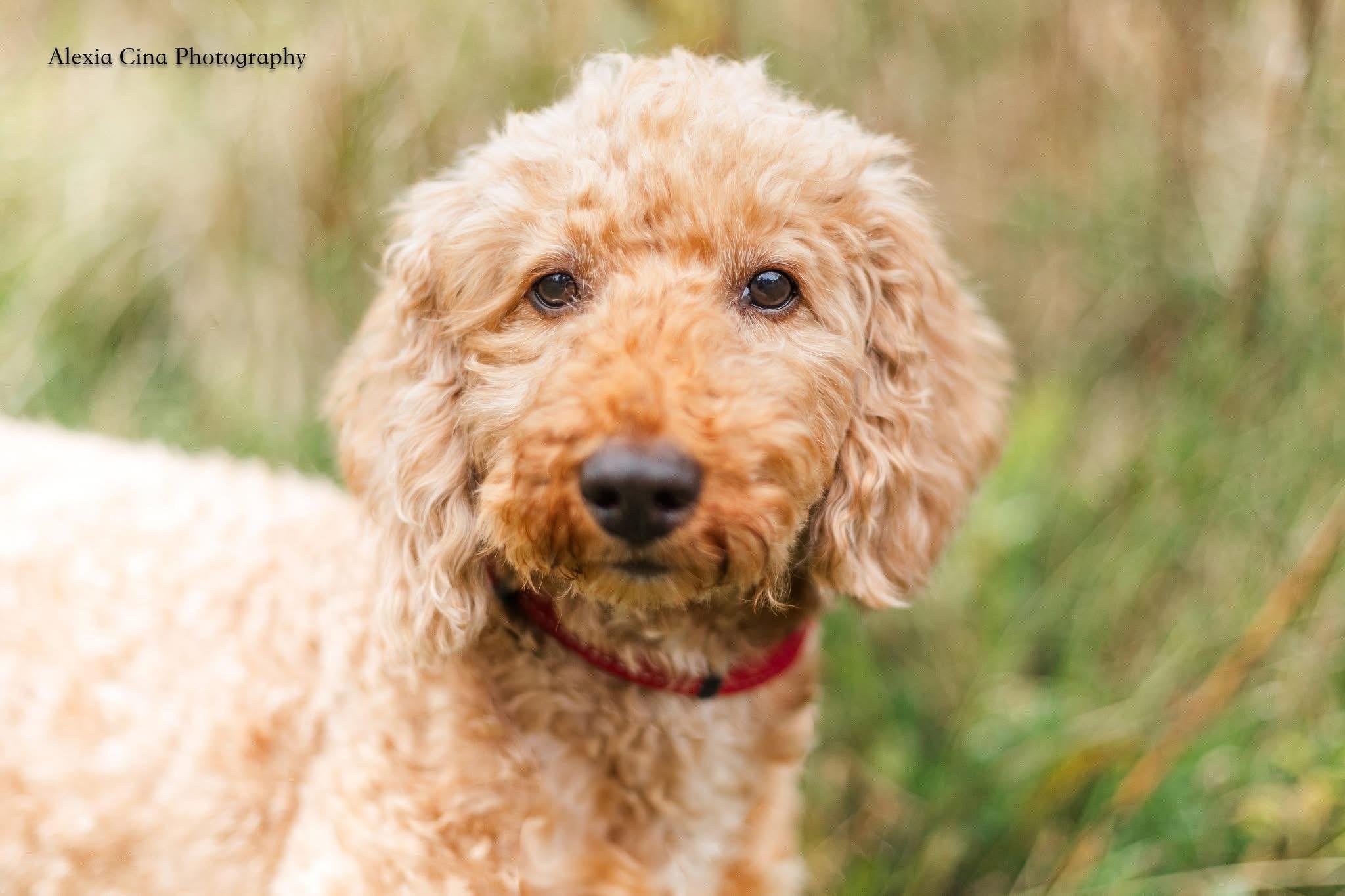 Scooter, Adopted, Adult Male Poodle.