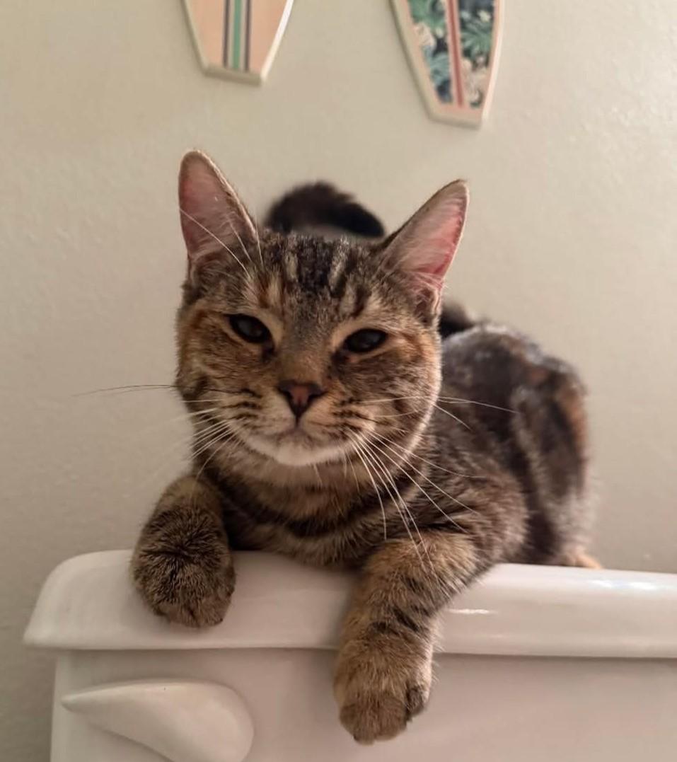 Ember, ADOPTABLE, Kitten Female Domestic Short Hair.