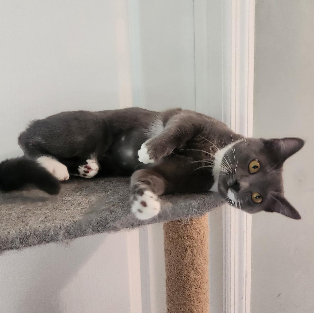 Enlarge Leia, an adopted Domestic Short Hair in Statesboro, GA image 1/2