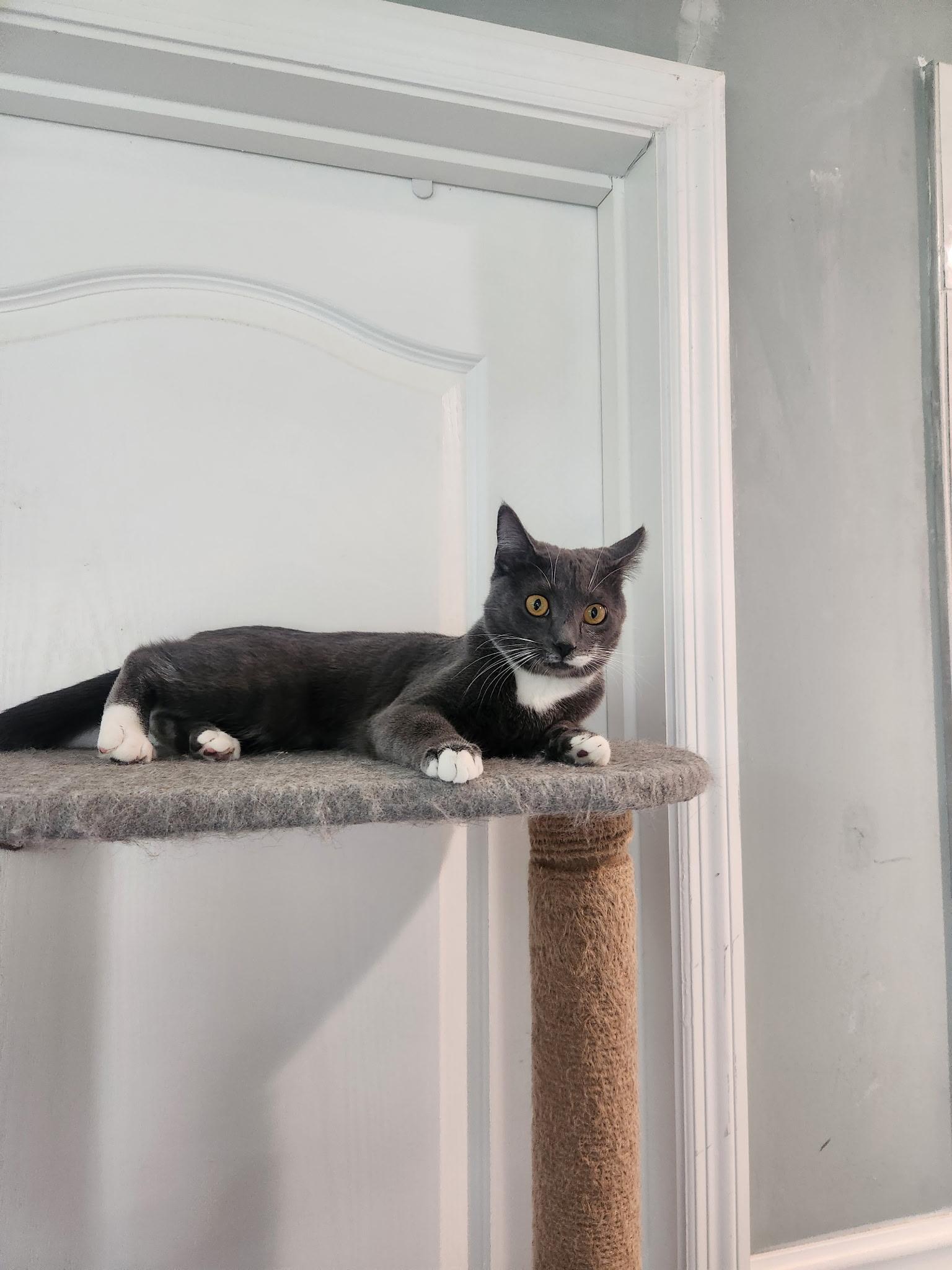 Enlarge Leia, an adopted Domestic Short Hair in Statesboro, GA image 2/2