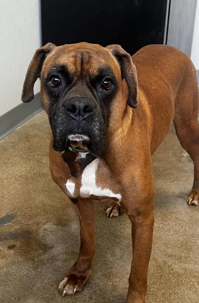 Enlarge Stryx, a Adoptable Boxer in Fort Madison, IA image 1/1