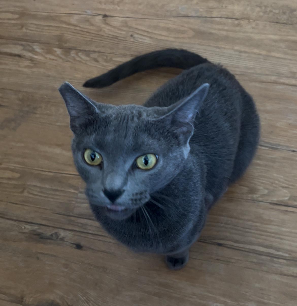 Enlarge Odette, a Adoptable Domestic Short Hair in Anaheim, CA image 3/4