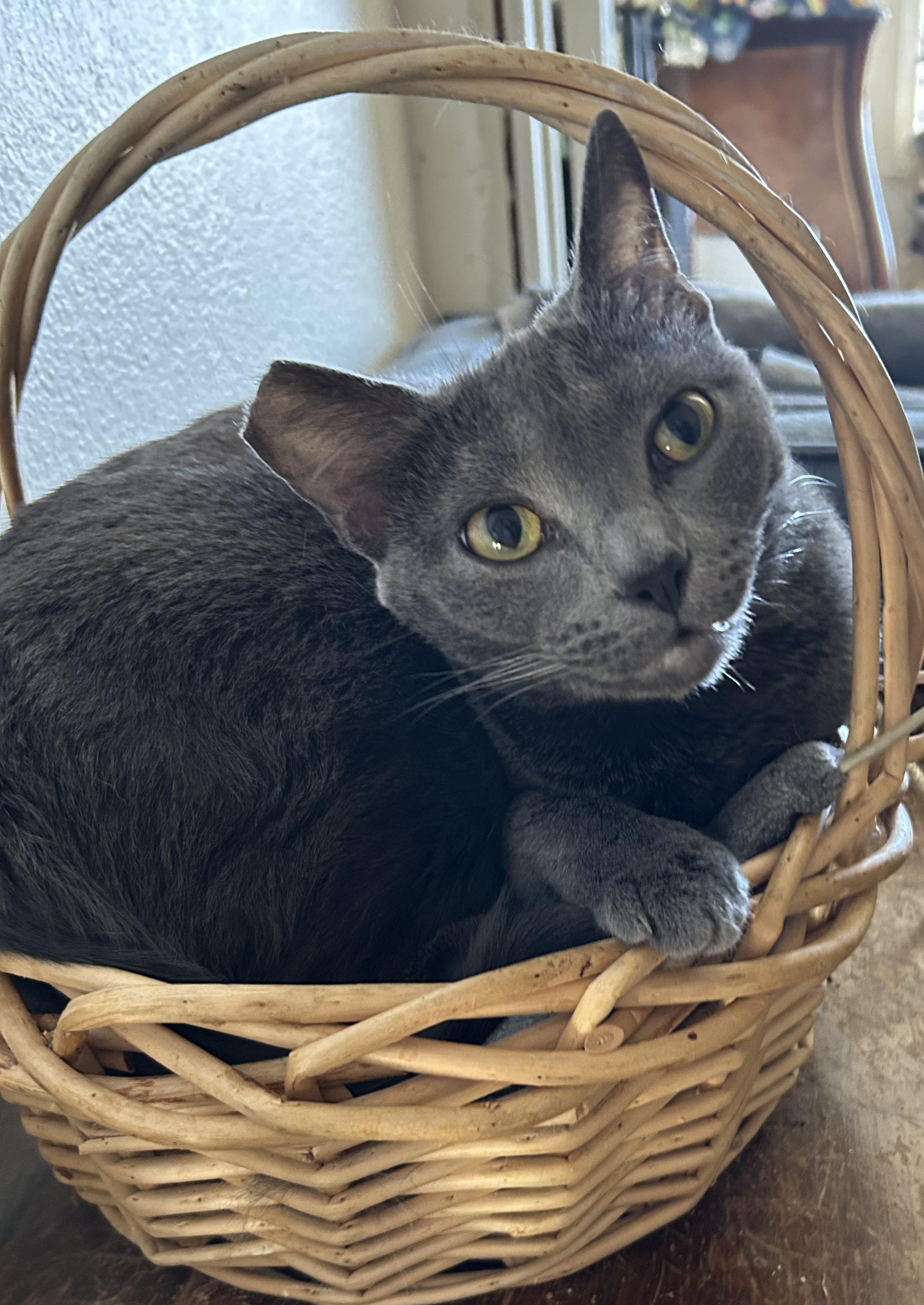 Enlarge Odette, a Adoptable Domestic Short Hair in Anaheim, CA image 1/4