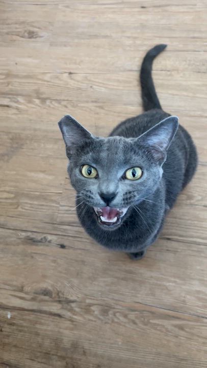 Enlarge Odette, a Adoptable Domestic Short Hair in Anaheim, CA video 4/4