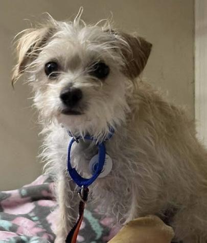 Enlarge Chardonnay, a Adoptable mixed breed in Santa Rosa, CA image 1/1