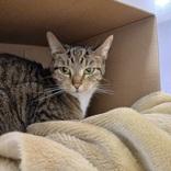 Vivian, adopted, Young Female Domestic Short Hair.