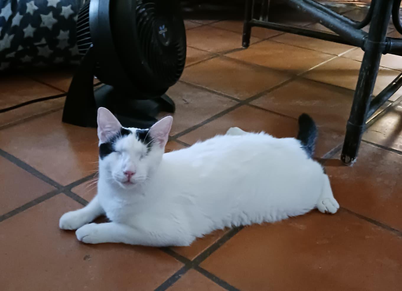 Enlarge Gucci, a Adoptable Domestic Short Hair in Manchester, NH image 4/4