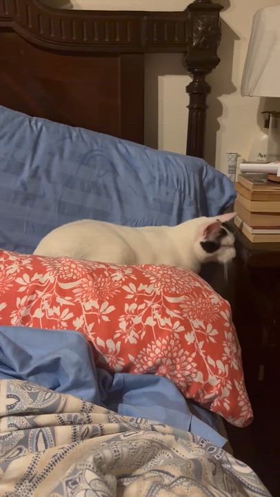 Enlarge Gucci, a Adoptable Domestic Short Hair in Manchester, NH video 2/4