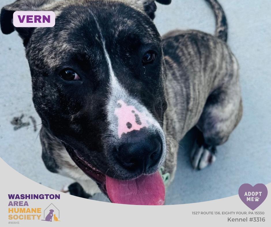 Vern, ADOPTABLE, Young Male Pit Bull Terrier.