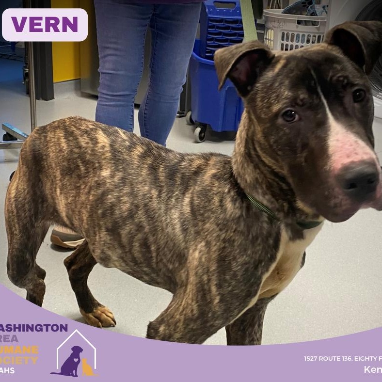 Vern, ADOPTABLE, Young Male Pit Bull Terrier.
