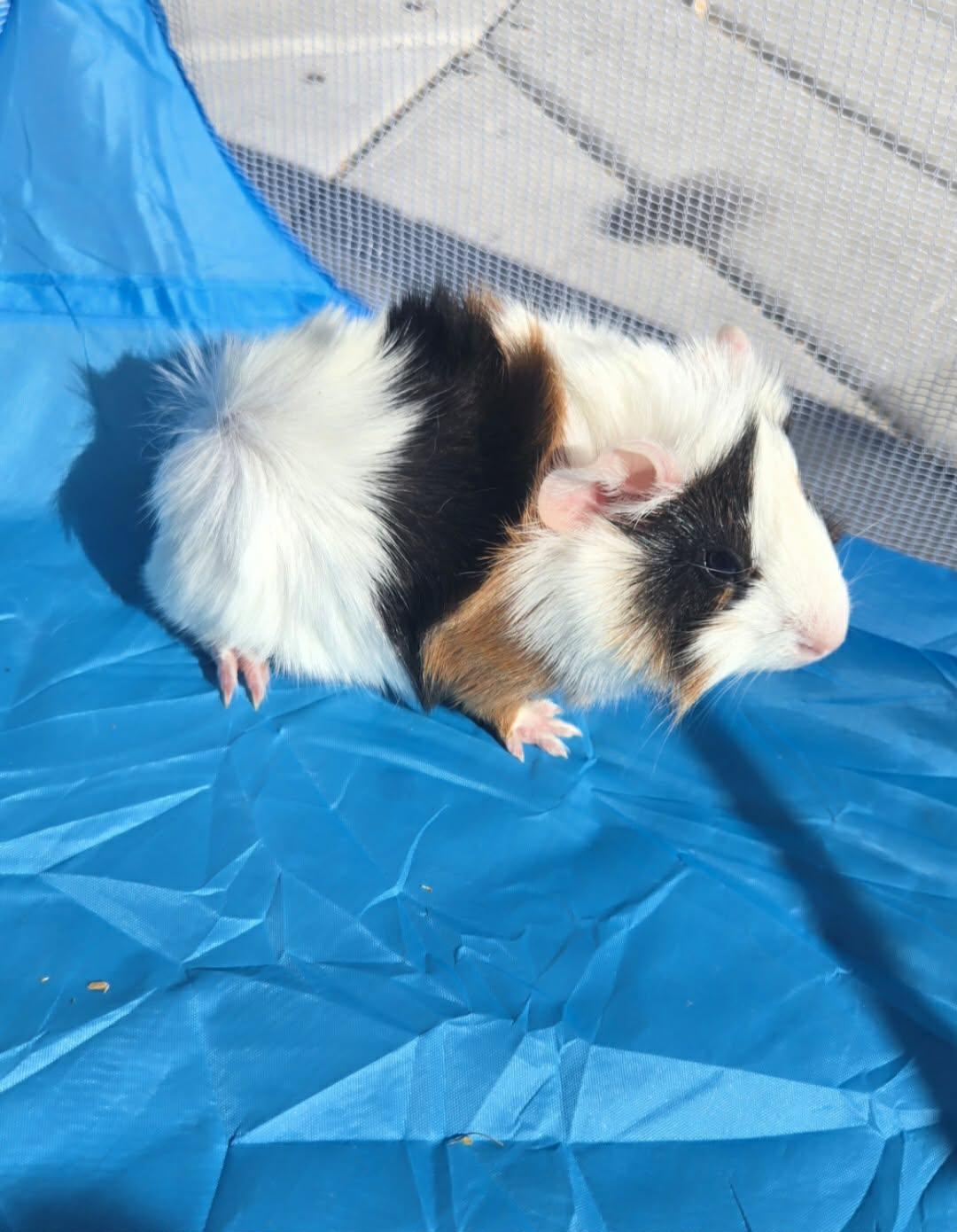 Enlarge Cheddar, a Adoptable Guinea Pig in Glenmoore, PA image 1/3