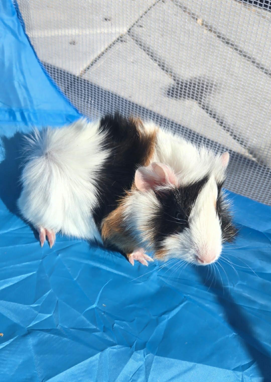 Enlarge Cheddar, a Adoptable Guinea Pig in Glenmoore, PA image 2/3